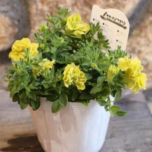 八重咲き ペチュニア イエローダイアモンド 3 5号ポット苗 寄せ植え 花壇 Petunia33 グリーンプラザ山長ヤフーショッピング店 通販 Yahoo ショッピング