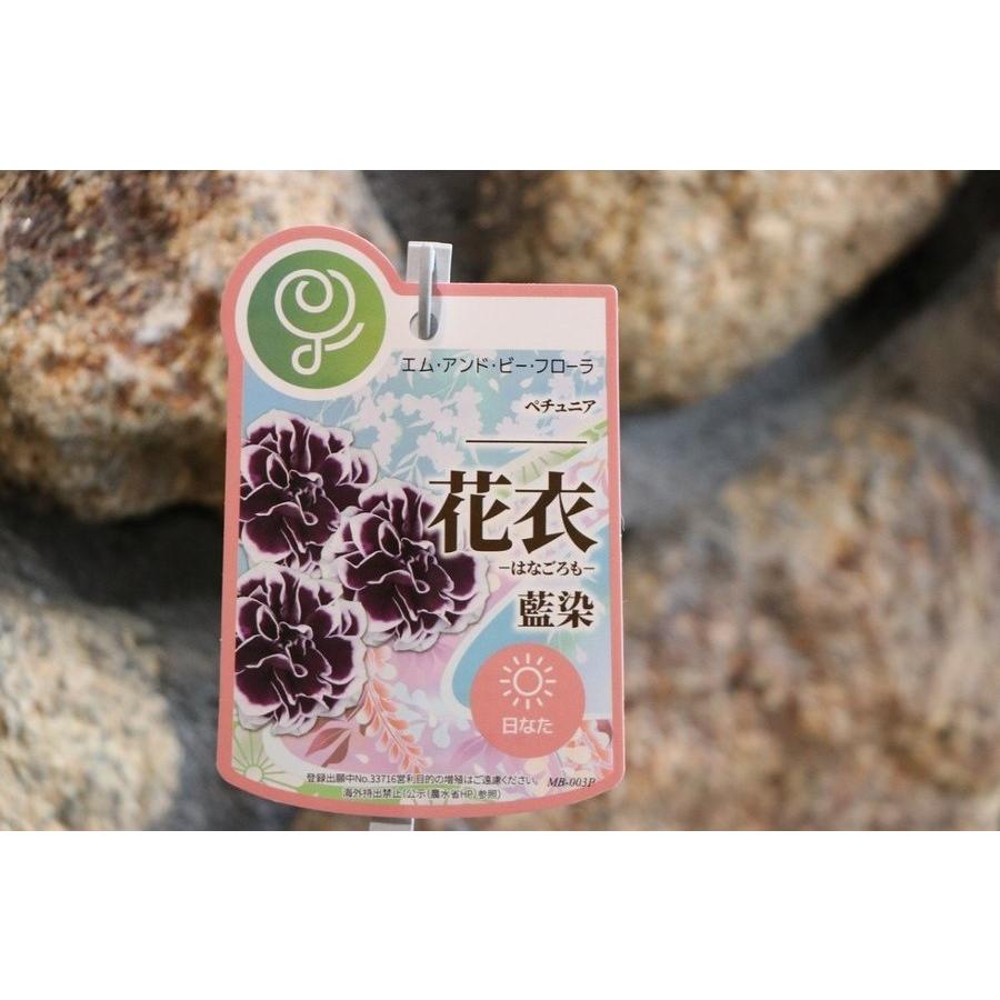 八重咲き ペチュニア 花衣シリーズ 藍染 3 5号ポット苗 寄せ植え 花壇 Petunia35 グリーンプラザ山長 通販 Yahoo ショッピング