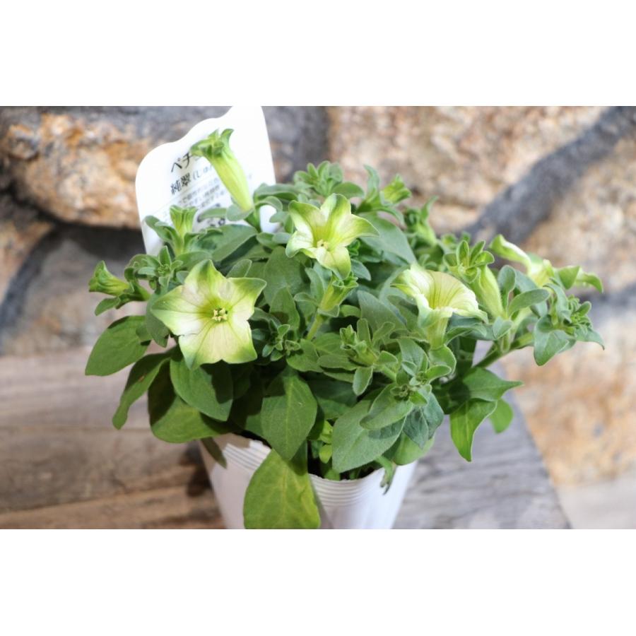 ペチュニア 純翠 3.5号ポット苗 寄せ植え 花壇 : グリーンプラザ山長