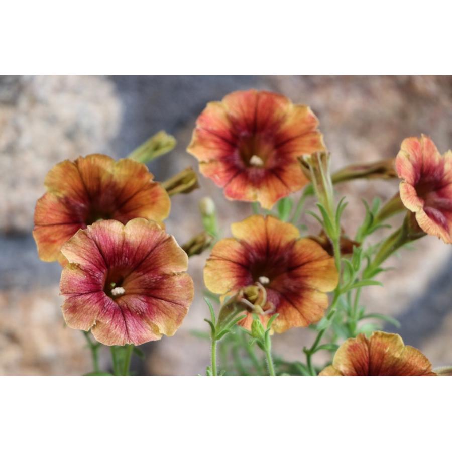 ペチュニア ゆうやけこやけ 3 5号ポット苗 寄せ植え 花壇 Petunia42 グリーンプラザ山長ヤフーショッピング店 通販 Yahoo ショッピング