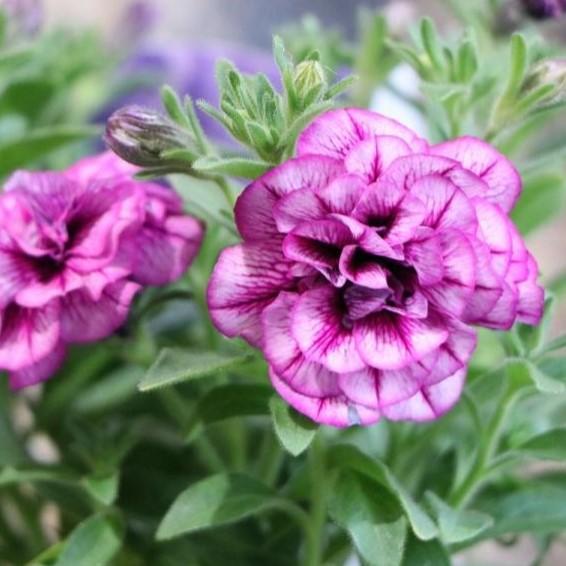 八重咲き ペチュニア アメジストベイン 3 5号ポット苗 寄せ植え 花壇 Petunia7 グリーンプラザ山長ヤフーショッピング店 通販 Yahoo ショッピング