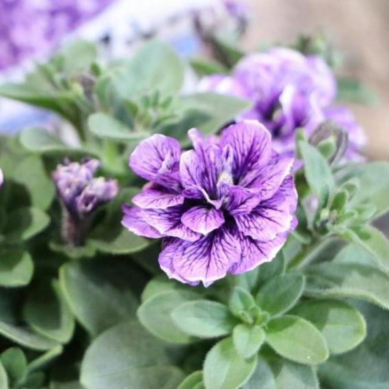 八重咲き ペチュニア トパーズブルー 3 5号ポット苗 寄せ植え 花壇 Petunia8 グリーンプラザ山長ヤフーショッピング店 通販 Yahoo ショッピング