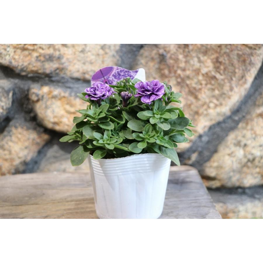 人気ペチュニア 小輪 トパーズブルー アンティークカラー ポットごと 八重咲 Www Coolcostume Com