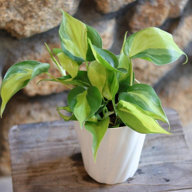 22 フィロデンドロン　斑入り　トリカラー　大人気品種 斑入り フィロデンドロン ブラジル 4号鉢 オキシカルジューム オキシ