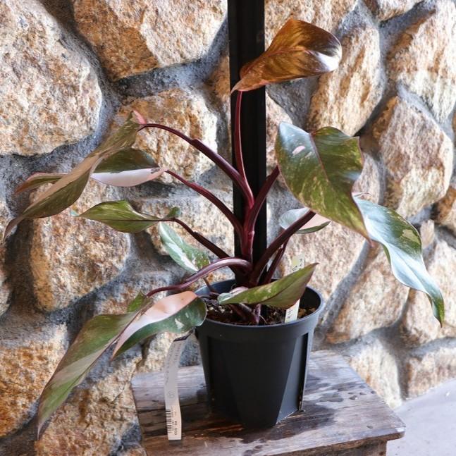 57 フィロデンドロン　パーシモンプリンセス　美株　ピンク斑入り　可愛い植物 57 フィロデンドロン パーシモンプリンセス 美株 ピンク斑入り