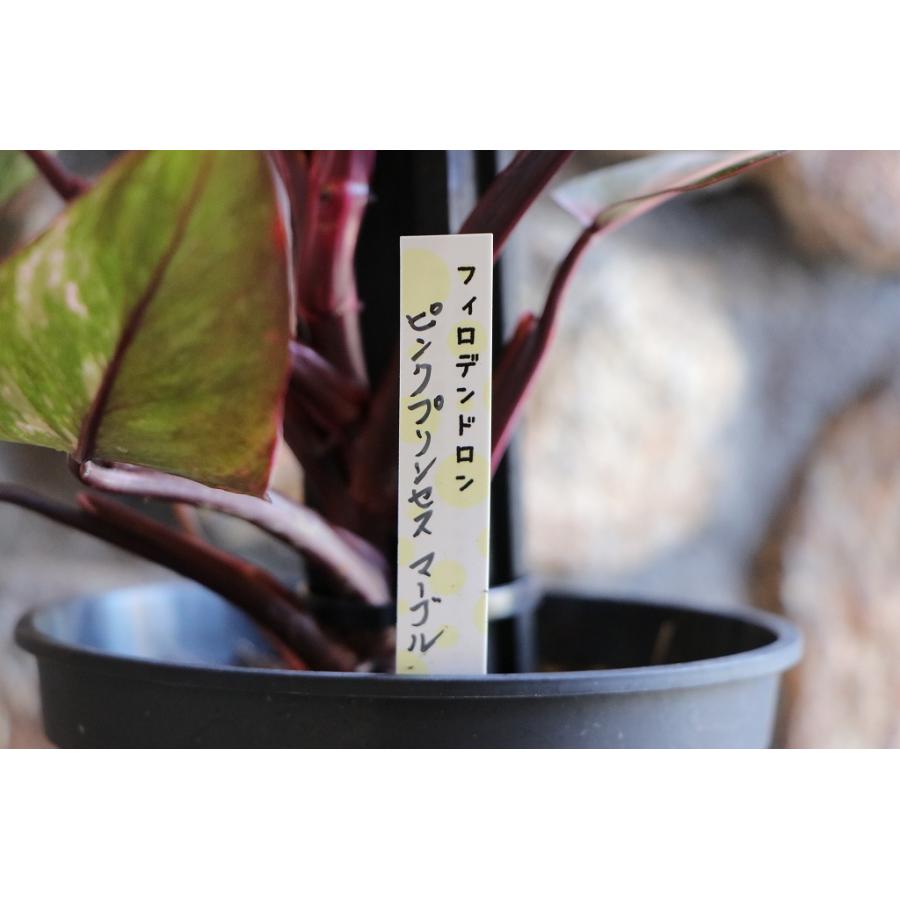 現品4】 斑入り フィロデンドロン マーブルピンクプリンセス 5号鉢