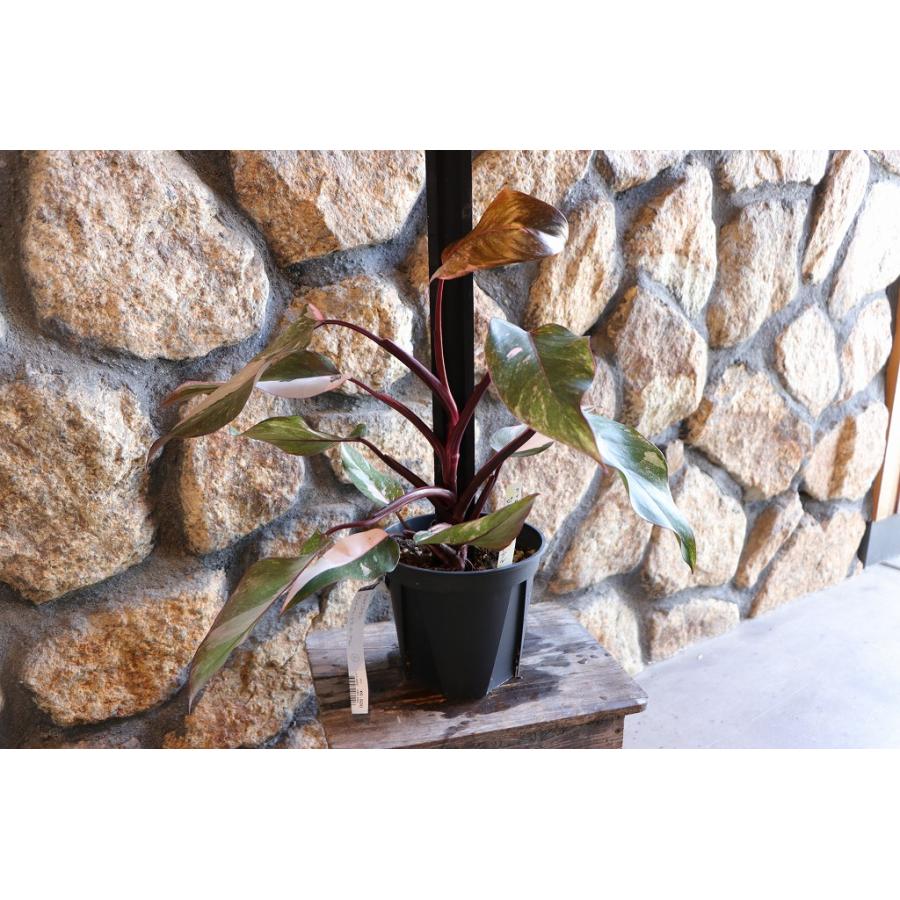 現品4】 斑入り フィロデンドロン マーブルピンクプリンセス 5号鉢