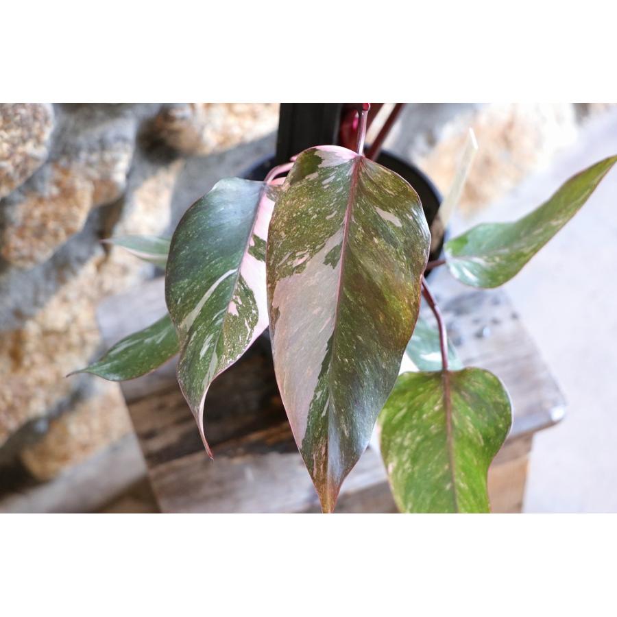 現品4】 斑入り フィロデンドロン マーブルピンクプリンセス 5号鉢