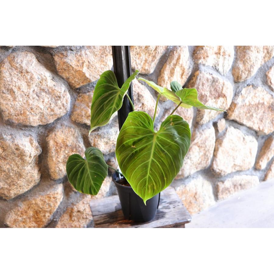現品5】 フィロデンドロン エルチョコレッド 5号鉢 観葉植物 お洒落