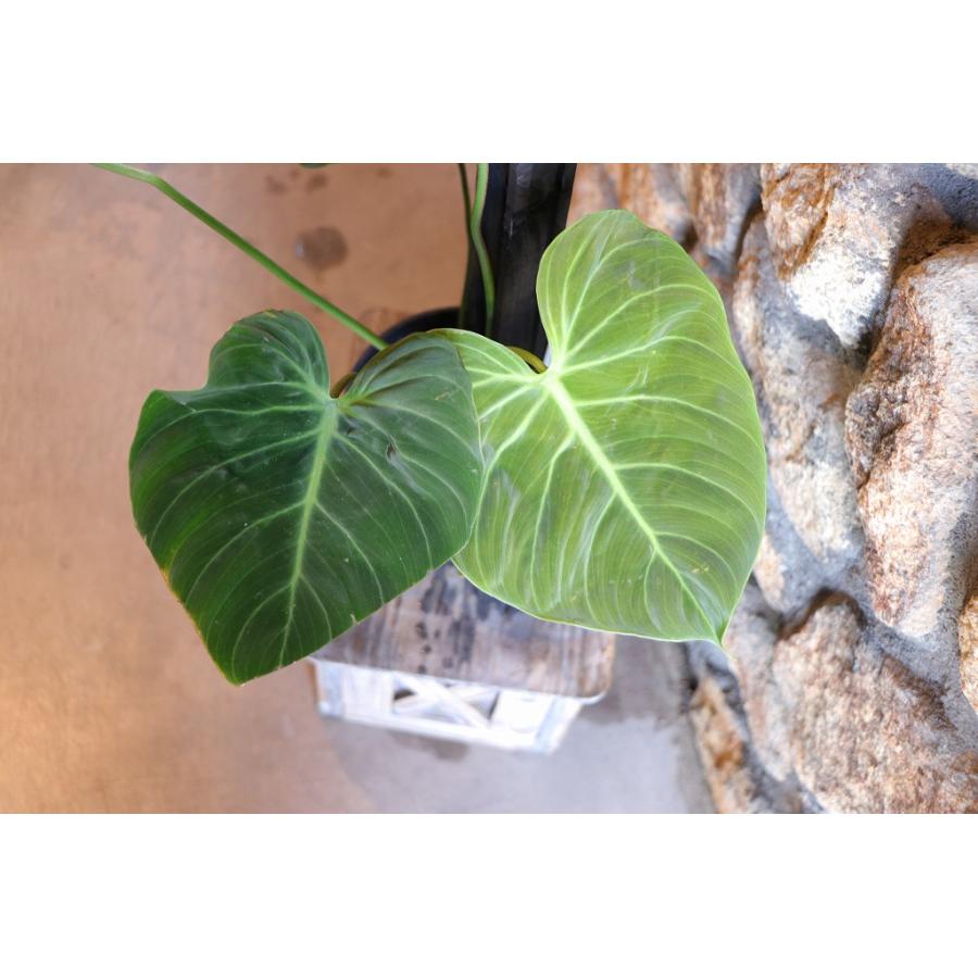 現品5】 フィロデンドロン エルチョコレッド 5号鉢 観葉植物 お洒落
