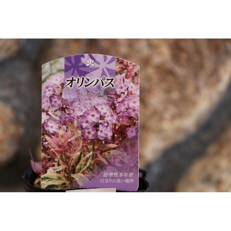 斑入り フロックス オリンパス 3号ポット苗 寄せ植え 花壇 カラーリーフ Phlox1 グリーンプラザ山長ヤフーショッピング店 通販 Yahoo ショッピング
