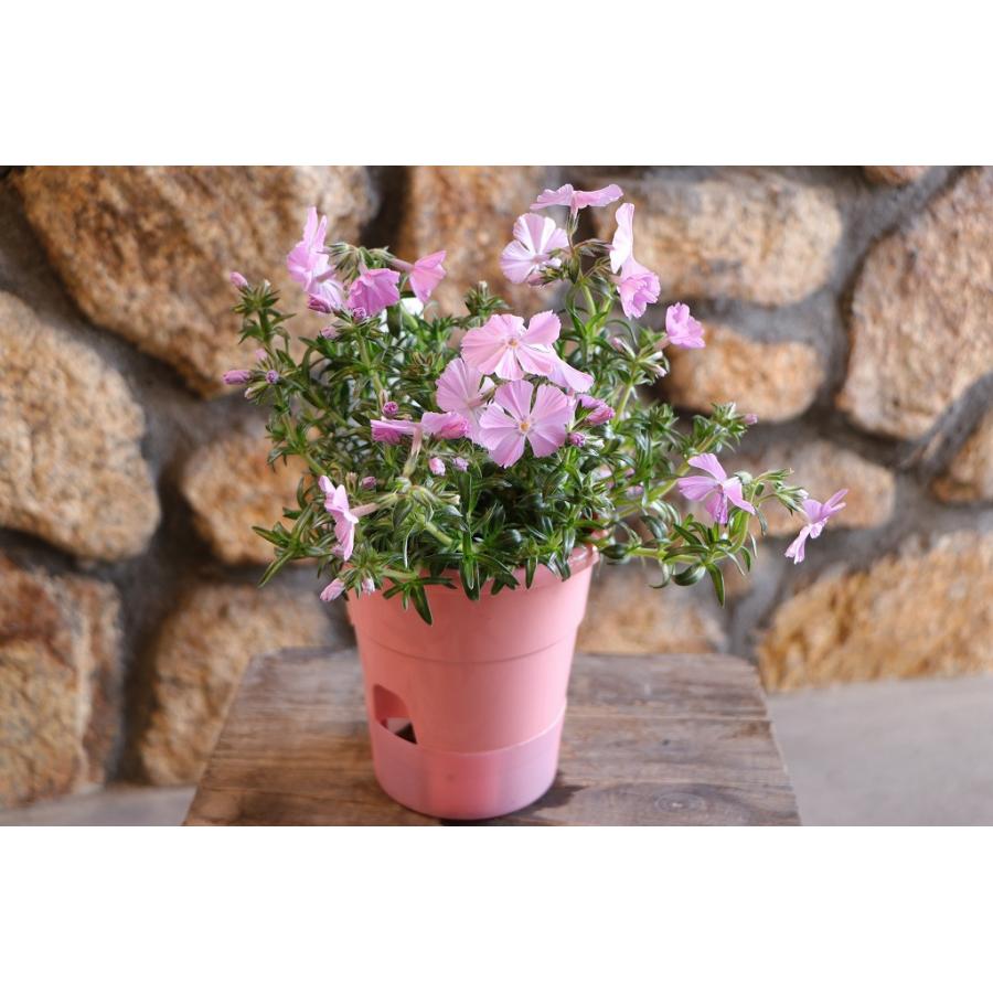 さくら　大鉢 巨大輪 芝桜 シバザクラ フロックストロット 4〜5号鉢 鉢花 寄せ植え