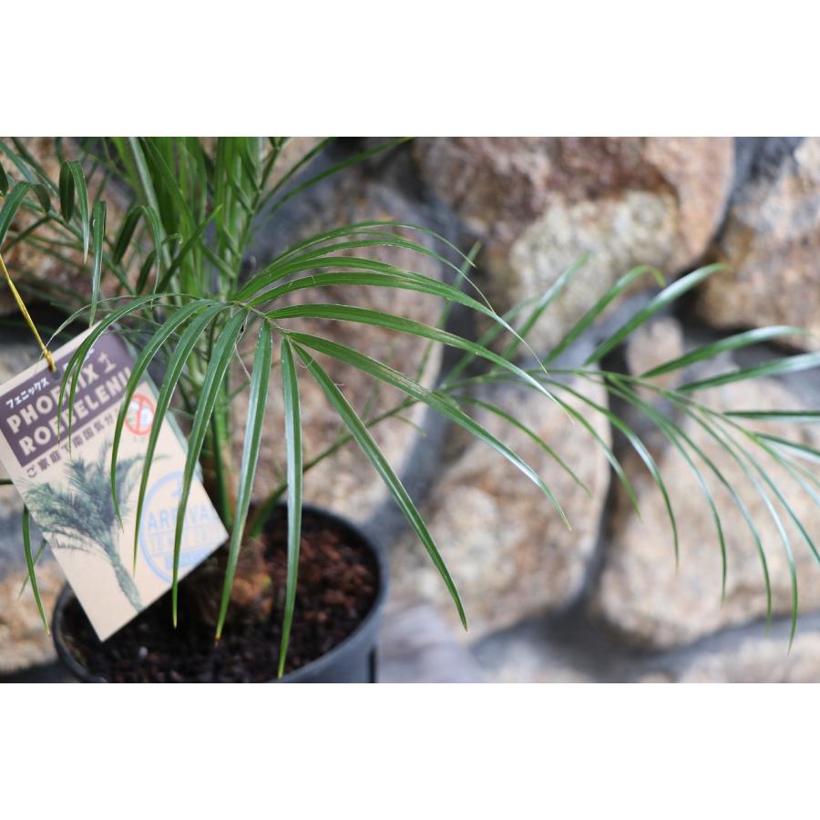 フェニックス ロベレニー 5号鉢 ヤシ 観葉植物 お洒落 おしゃれ 可愛い