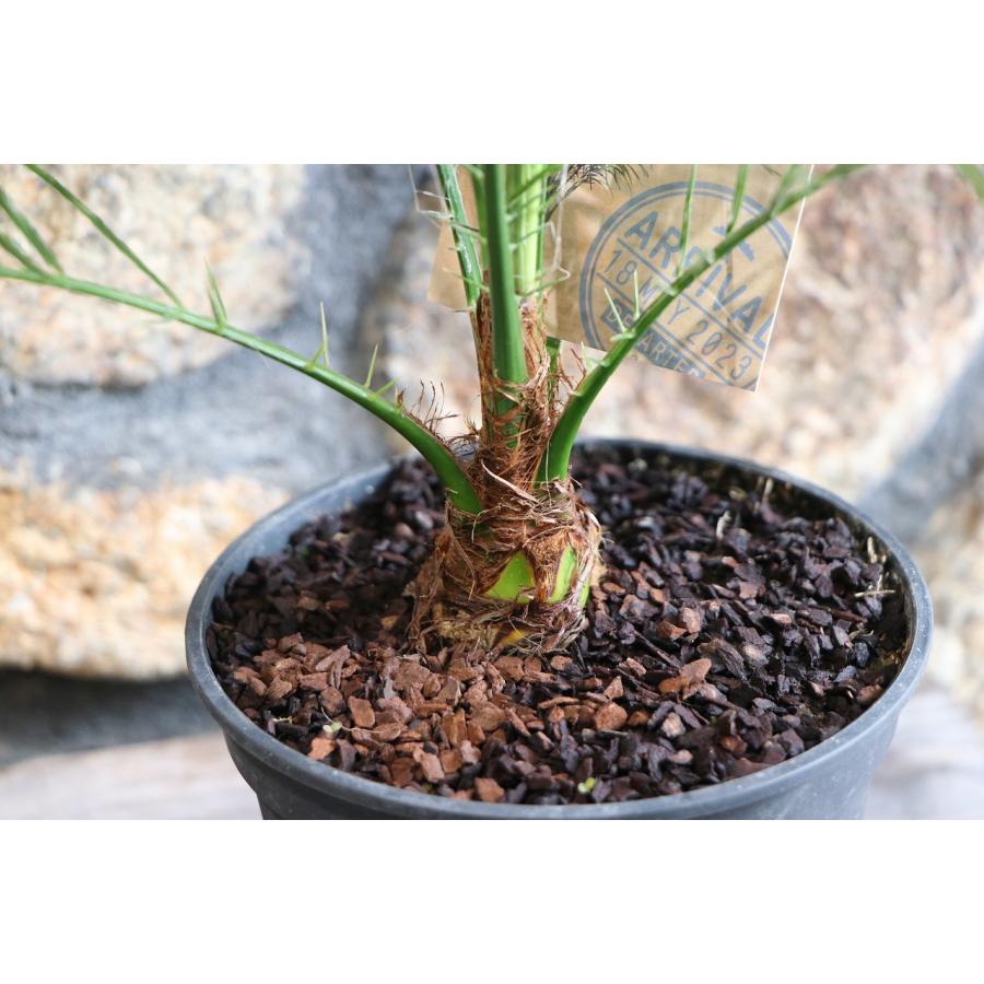 フェニックス ロベレニー 5号鉢 ヤシ 観葉植物 お洒落 おしゃれ 可愛い