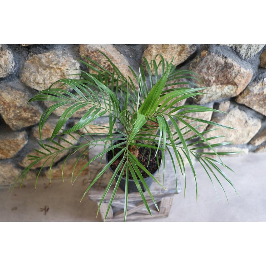 フェニックス ロベレニー 5号鉢 ヤシ 観葉植物 お洒落 おしゃれ 可愛い