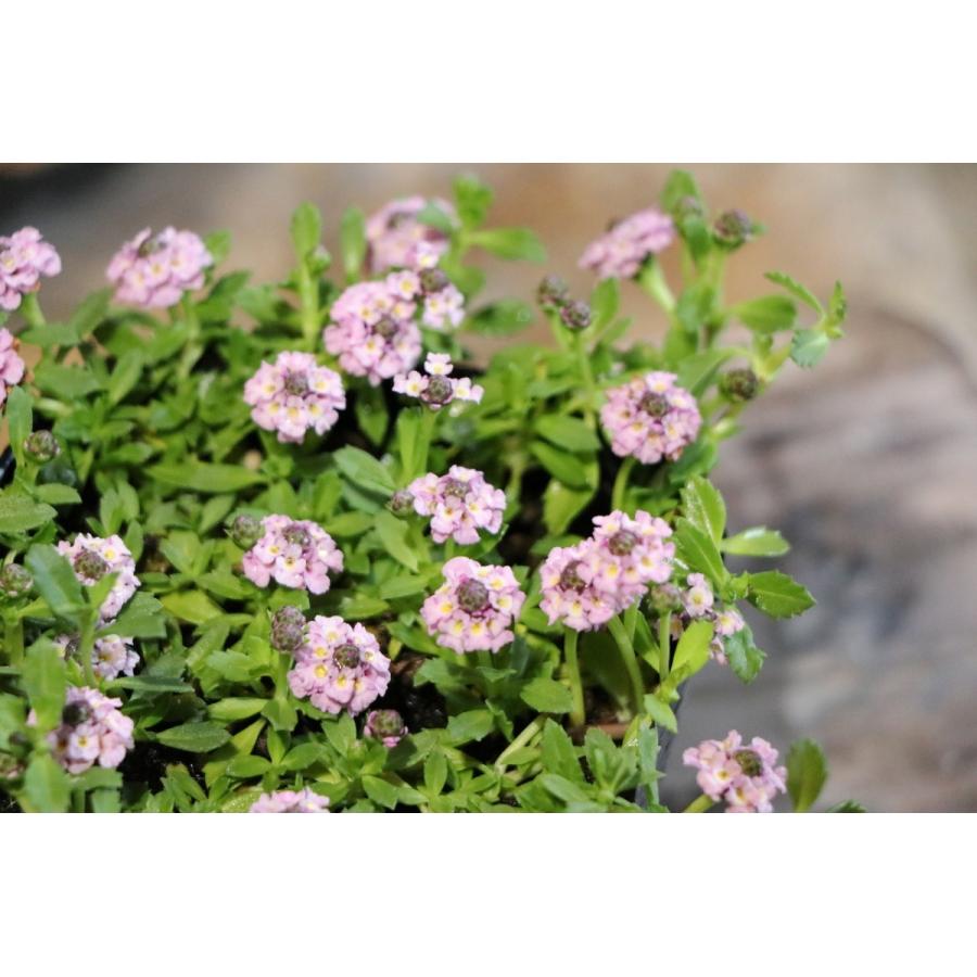 ヒメイワダレソウ ピンク 3.5号ポット苗 リピア 寄せ植え 花壇