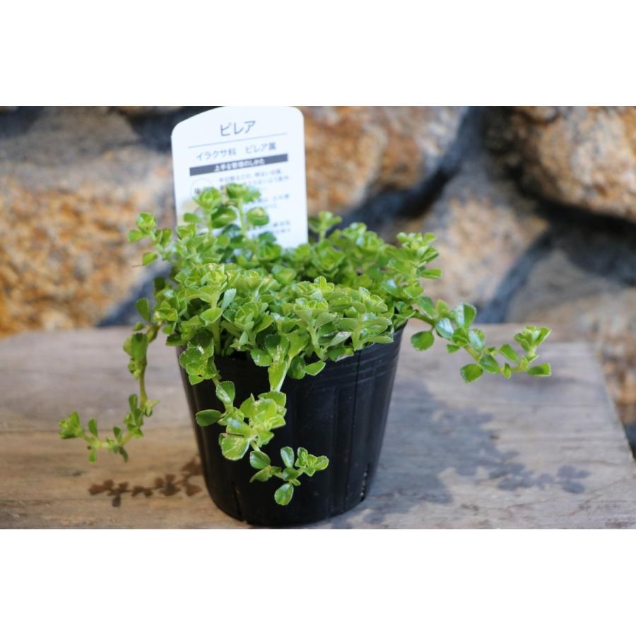 観葉植物 ピレア ディプレッサ ピンクエコポット植え癒しの観葉植物 インテリアグリーン おしゃれ かわいい インテリア ギフト プレゼント かっこいい 吊り 最大64 オフ