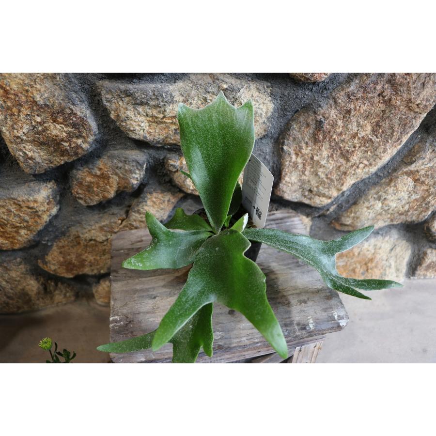 コウモリラン (ビカクシダ) アルキコルネ 3号ポット苗 観葉植物 お洒落