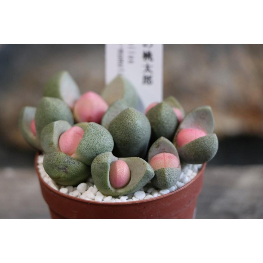 多肉植物 プレイオスピロス 令和の桃太郎 2.5号ポット苗 メセン 多肉植物 プレイオスピロス 令和の桃太郎 2.5号ポット苗 メセン