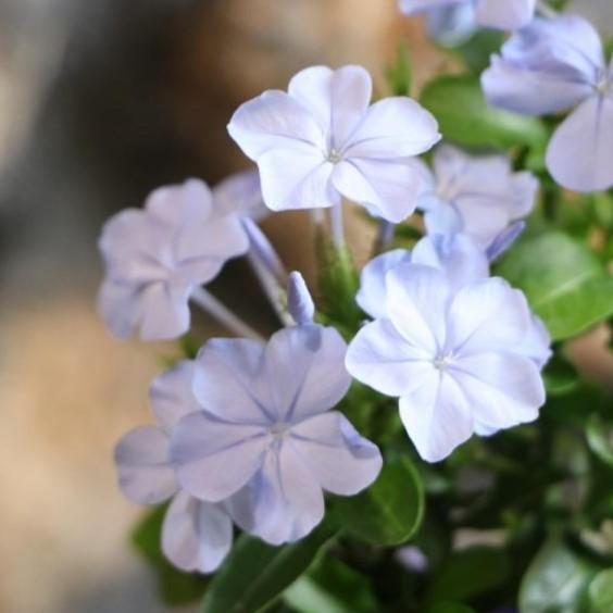 プルンバーゴ ブルー 3.5号ポット苗 ルリマツリ 寄せ植え 花壇