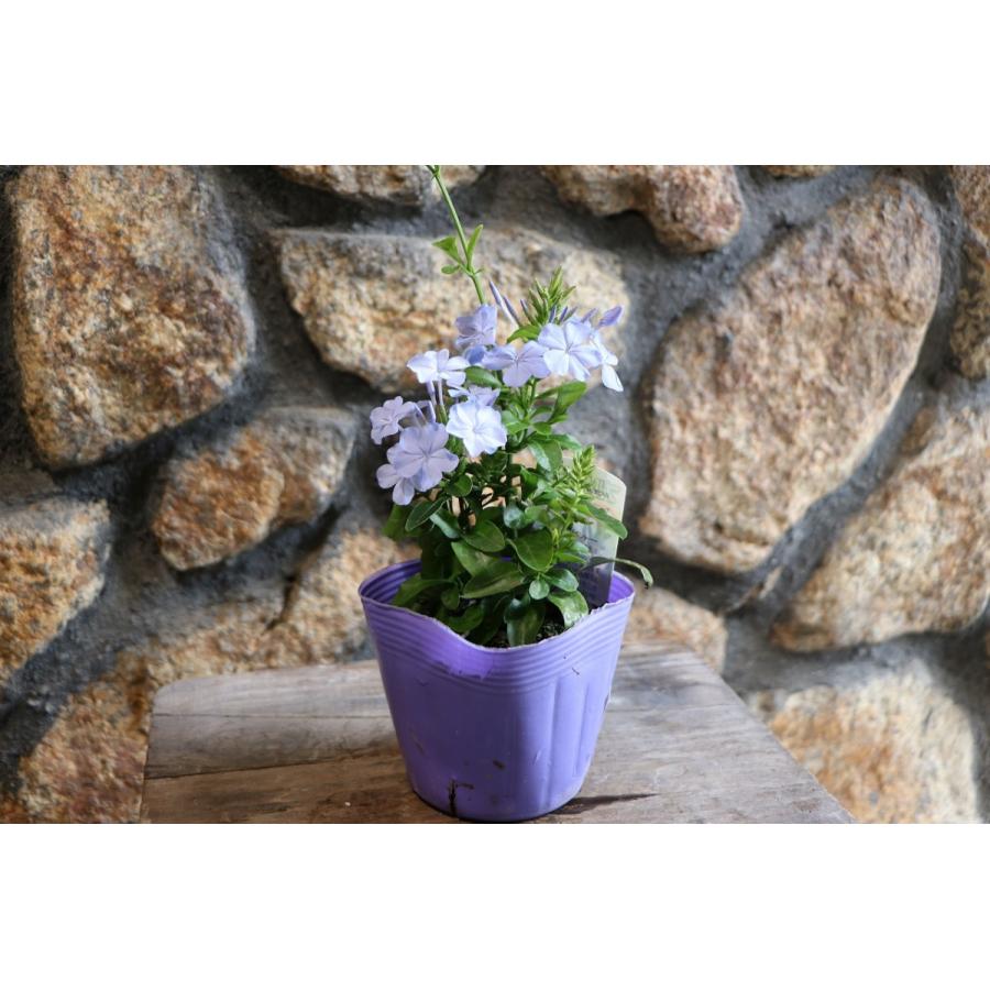 プルンバーゴ ブルー 3.5号ポット苗 ルリマツリ 寄せ植え 花壇