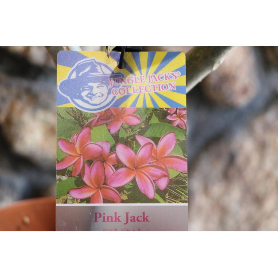 プルメリア ピンクジャック 5号鉢 熱帯花木 Plumeria18 グリーンプラザ山長 通販 Yahoo ショッピング