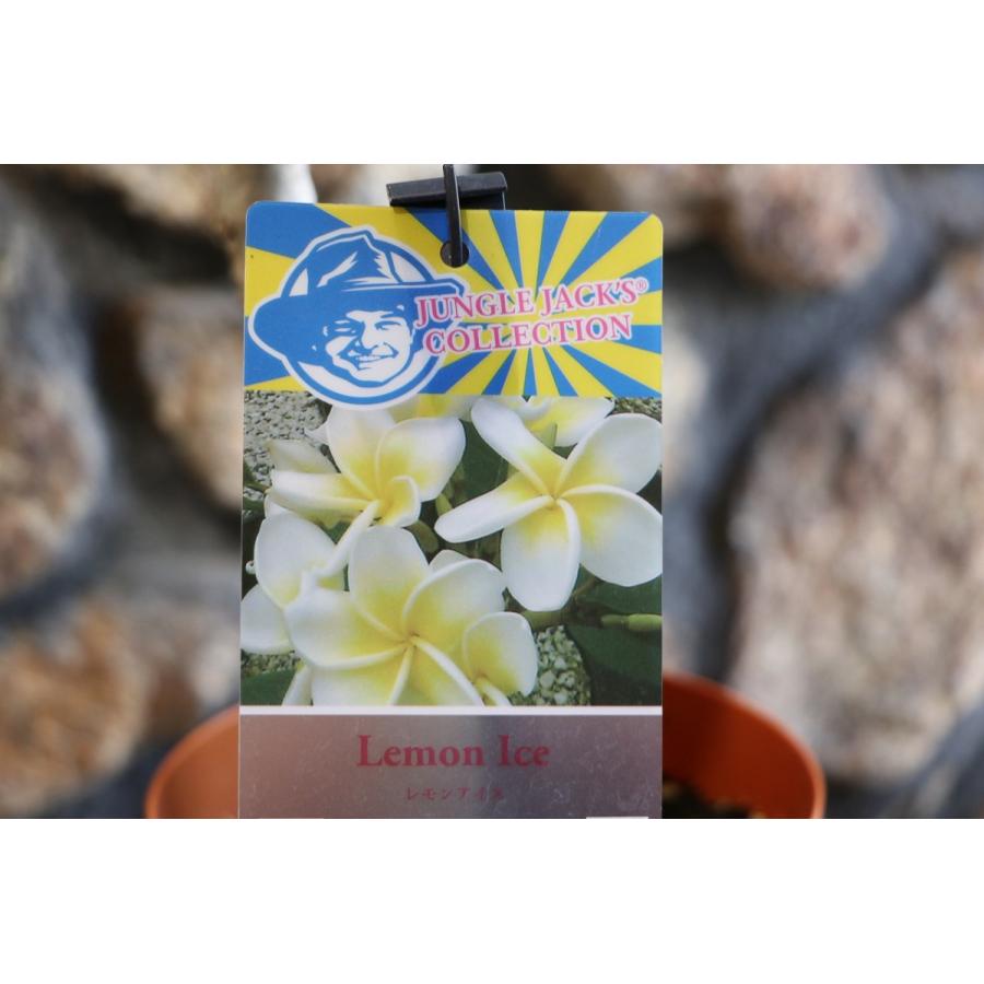 プルメリア【レモンアイス】 プルメリア：レモンアイス（Lemon Ice）5号鉢植え の通販 | 園芸