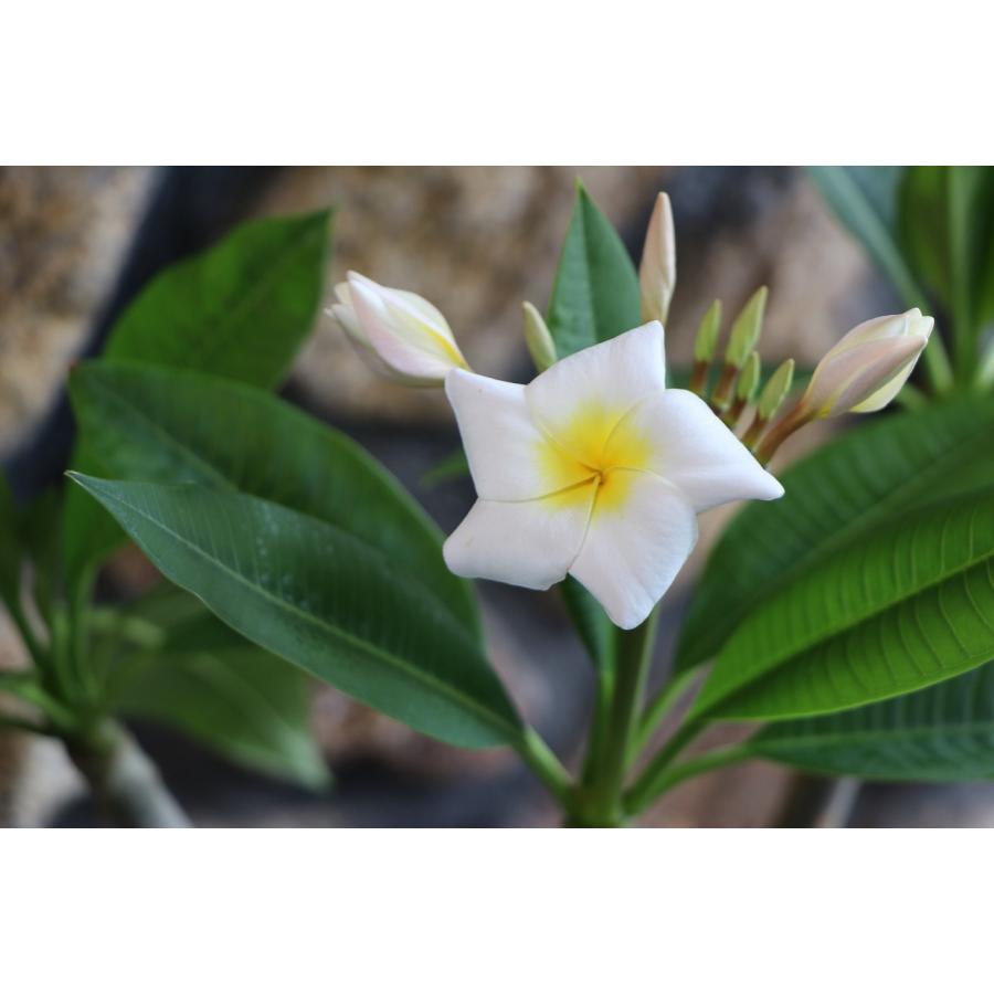 プルメリア ブリザード 5号鉢 鉢花 寄せ植え 鉢植え 花壇 お洒落