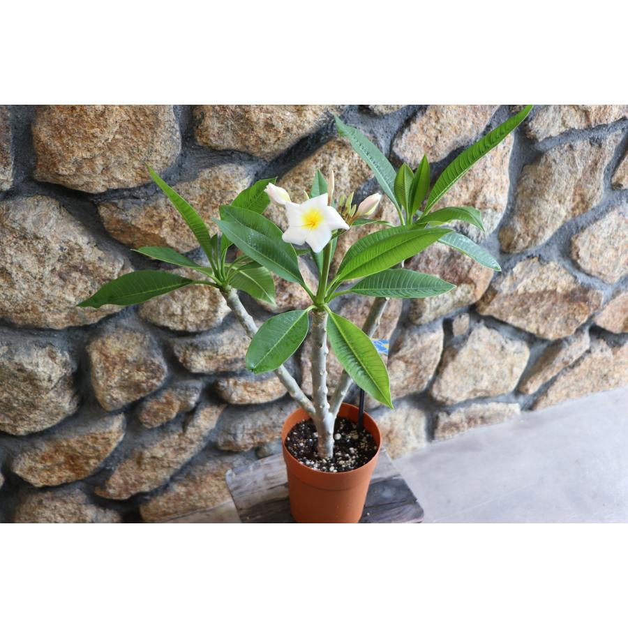 プルメリア ブリザード 5号鉢 鉢花 寄せ植え 鉢植え 花壇 お洒落