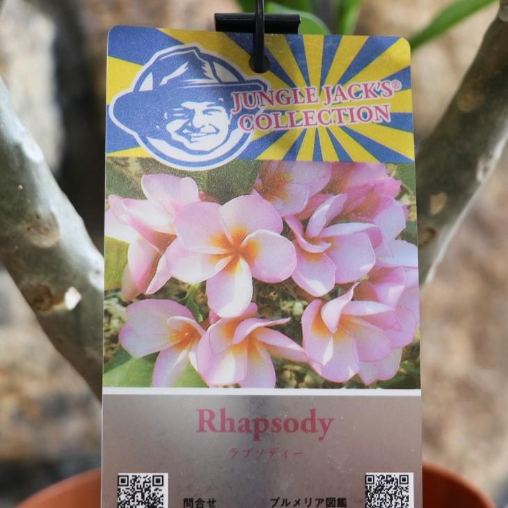 プルメリア ラプソディー 5号鉢 鉢花 寄せ植え 鉢植え 花壇 お洒落