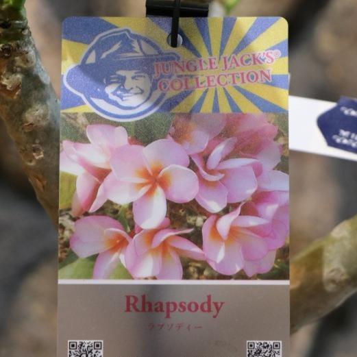 プルメリア ラプソディー 4号鉢 熱帯花木 Plumeria4 グリーンプラザ山長ヤフーショッピング店 通販 Yahoo ショッピング