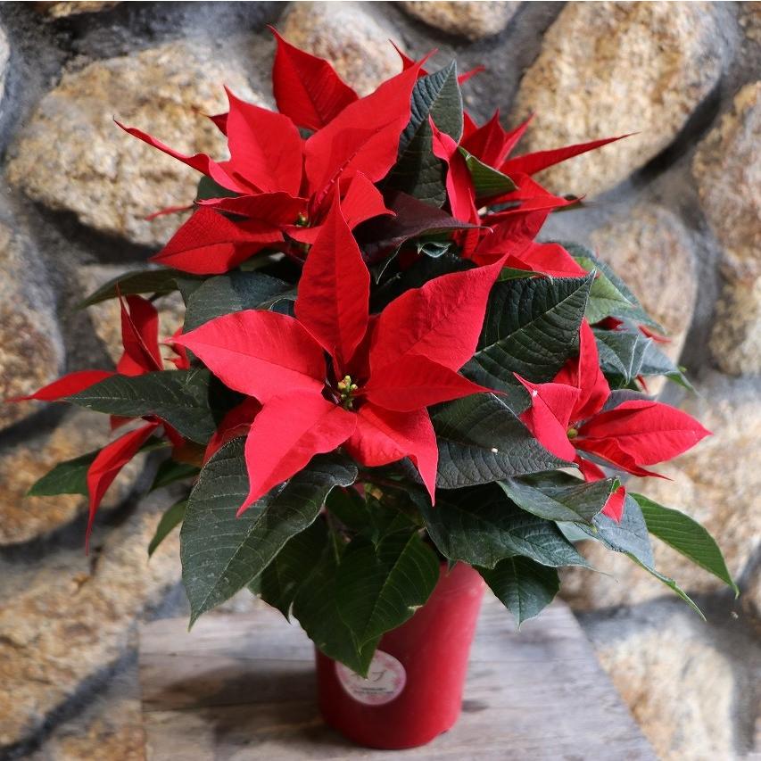 ポインセチア クリスマスキャンドルシリーズ イブ 4号鉢 鉢花 ギフト