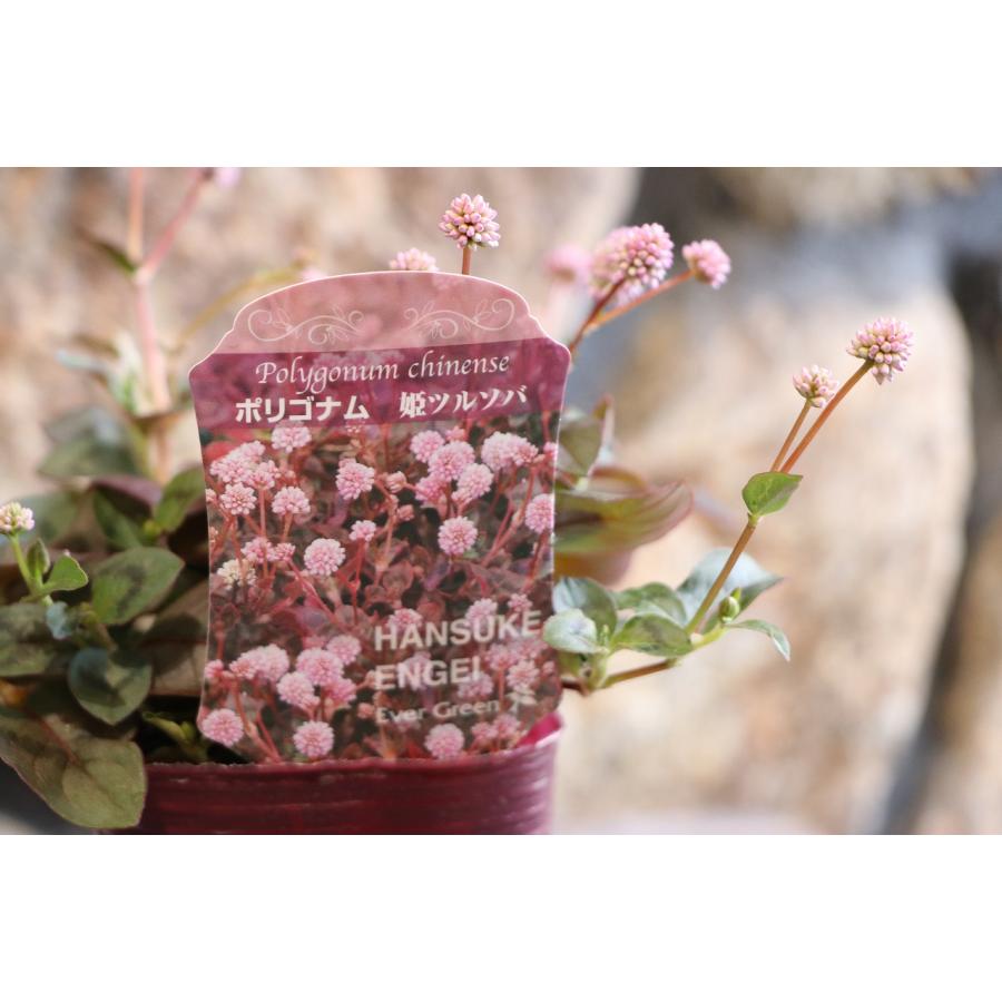 ポリゴナム 2.5〜3号ポット苗 ヒメツルソバ 寄せ植え 花壇 グランド