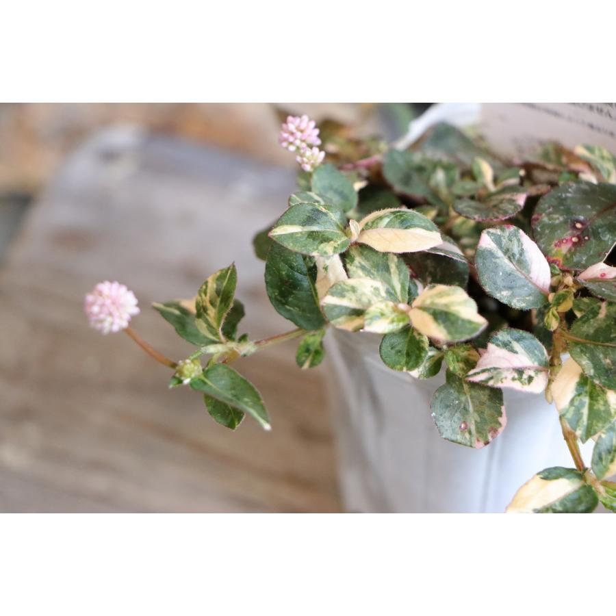 ✿美品✿ コポー コポタロウ 春 スプリング 菜の花 シロツメクサ 花 蝶 ３種 セントポーリア 色ミックス見計らい【花苗 3.5号ポット苗】｜ 【植物の