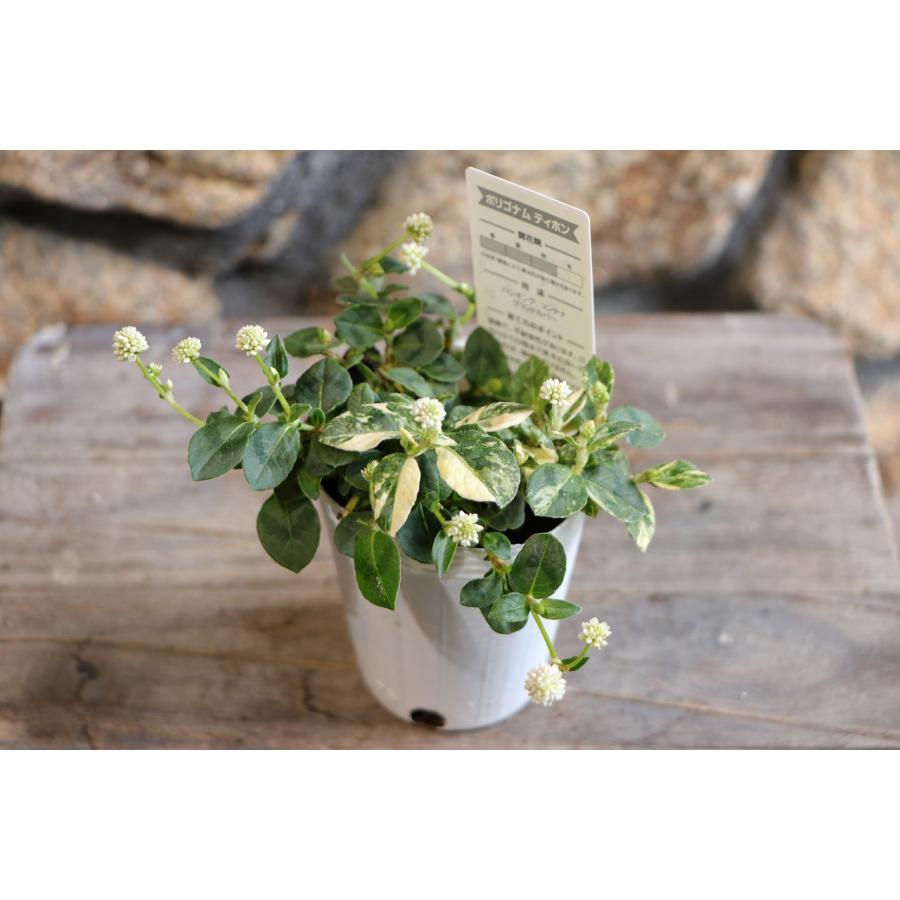 B(ᵔᴥᵔ)ポリゴナム 白花ヒメツルソバ寄せ植え地植えどんどん増えます