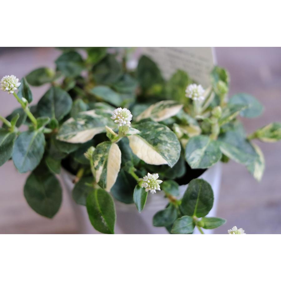 斑入り 白花ポリゴナム ティホン 2.5〜3号ポット苗 ヒメツルソバ