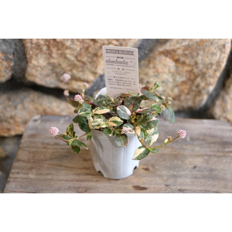 斑入り ポリゴナム セレブピンク 2.5〜3号ポット苗 ヒメツルソバ 寄せ