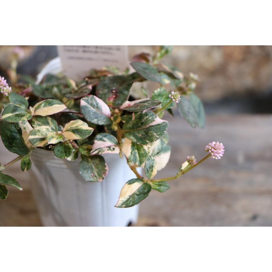 斑入り ポリゴナム セレブピンク 2.5〜3号ポット苗 ヒメツルソバ 寄せ