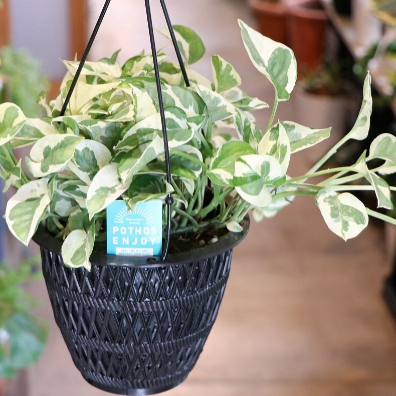 ポトス エンジョイ 5号吊り鉢 観葉植物 鉢植え お洒落 おしゃれ 可愛い