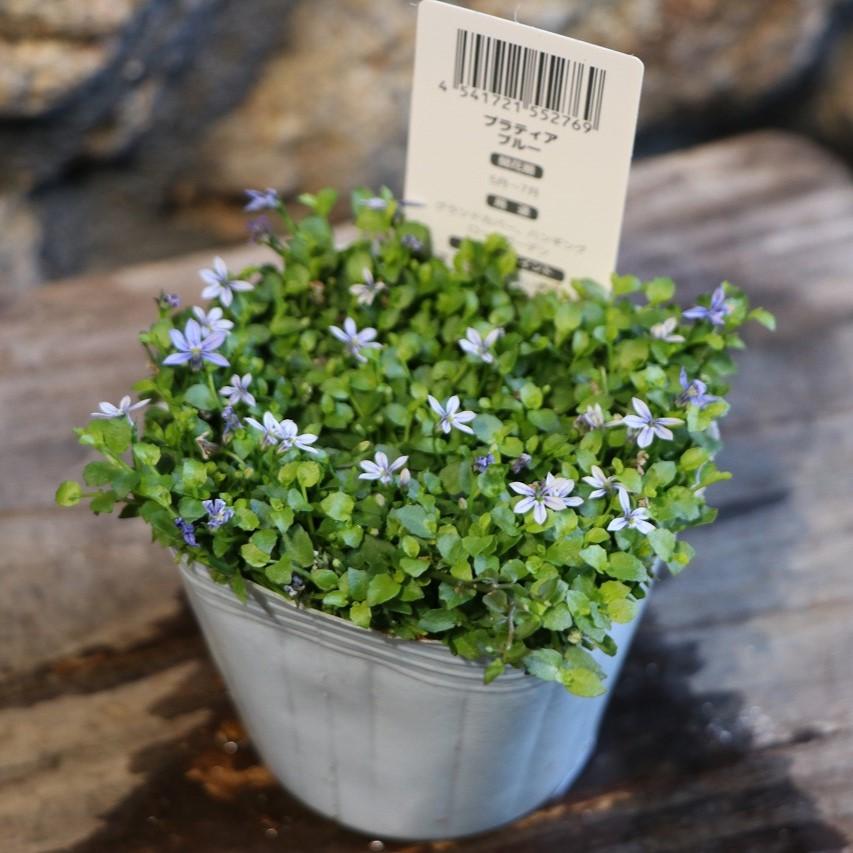 プラティア ブルー 2.5〜3号ポット苗 寄せ植え 鉢植え 花壇 お洒落