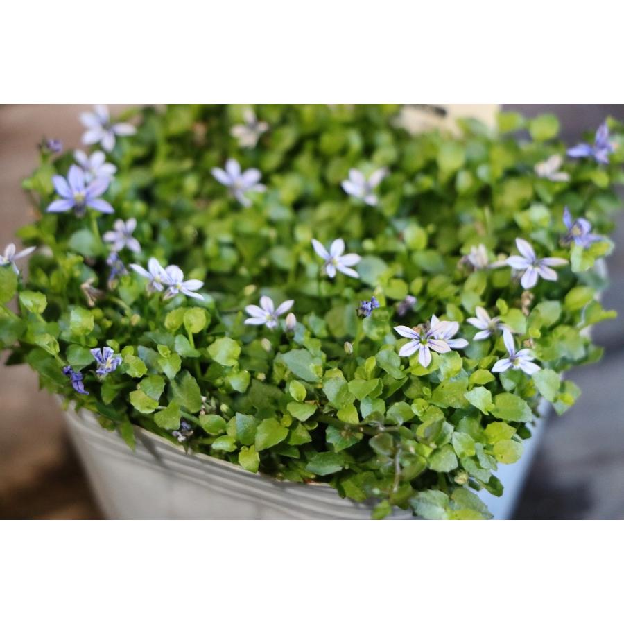プラティア ブルー 2.5〜3号ポット苗 寄せ植え 鉢植え 花壇 お洒落
