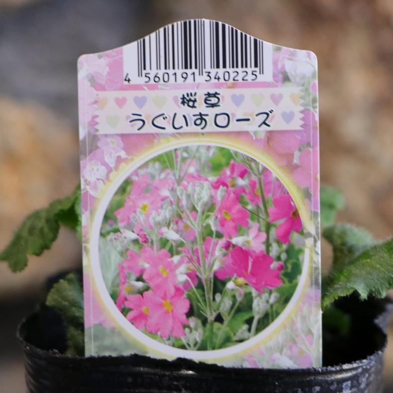 プリムラ マラコイデス ピンク 3号ポット苗 桜草 寄せ植え 花壇 Primulamalacoides2 グリーンプラザ山長ヤフーショッピング店 通販 Yahoo ショッピング