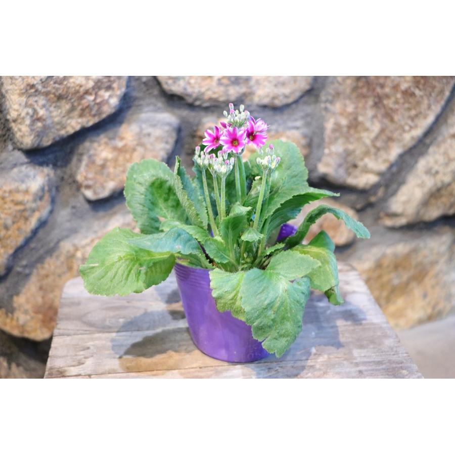 星咲き プリムラ マラコイデス エトワール アソート 3〜3.5号ポット苗