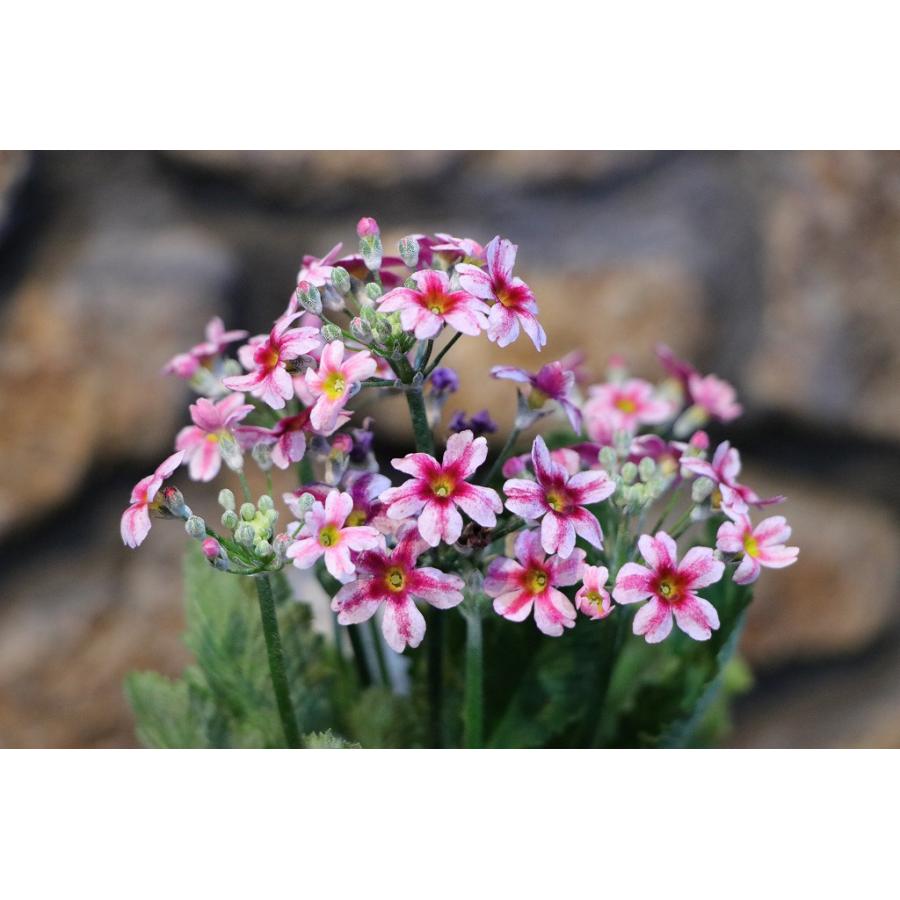 星咲き プリムラ マラコイデス エトワール アソート 3〜3.5号ポット苗