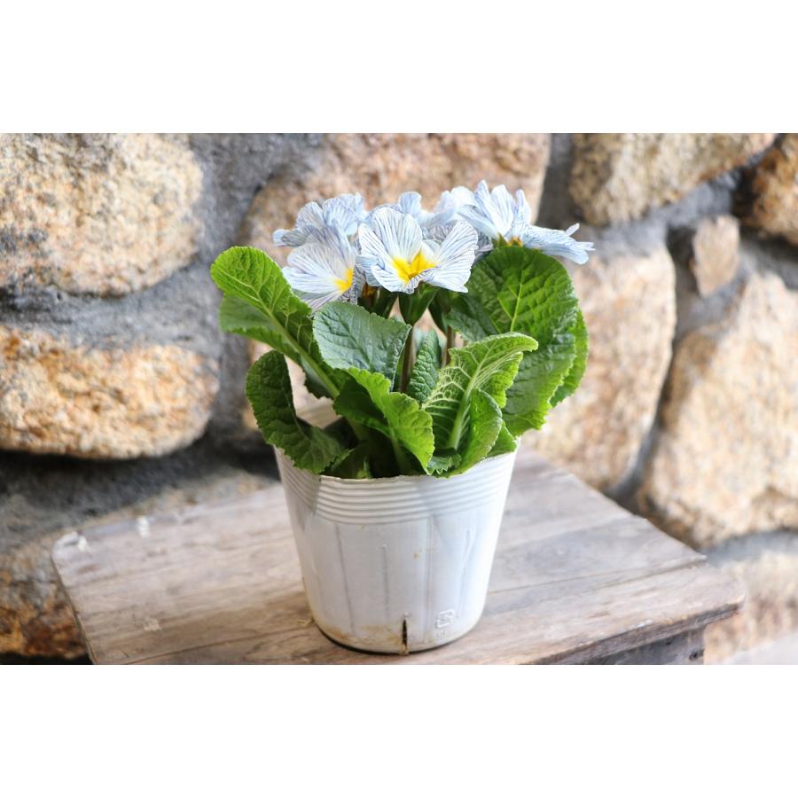 プリムラポリアンサ ストライプ ブルーミックス 3.5号ポット苗