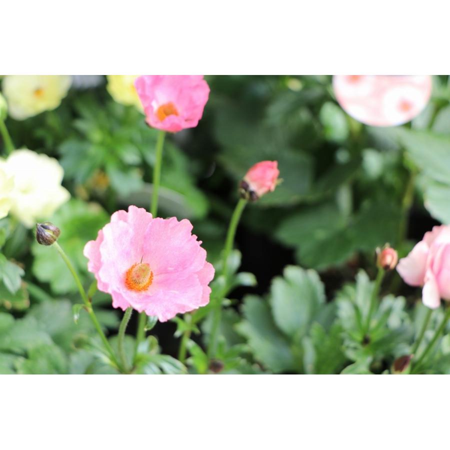 ラナンキュラス ラックス アウラ 5号ポット苗 寄せ植え 花壇