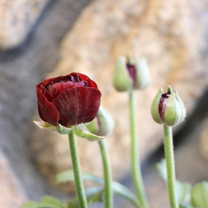 ラナンキュラス テネラ 4号ポット苗 寄せ植え 花壇 鉢植え お洒落
