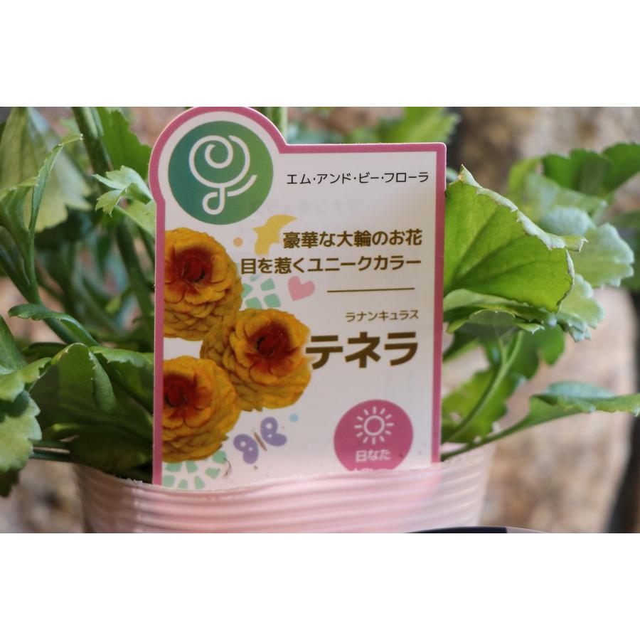 春を彩る】ラナンキュラス マシェ 4号 蕾たっぷり！ 丈夫な育てやすい苗　10鉢 ラナンキュラス テネラ 4号ポット苗 寄せ植え 花壇 鉢植え お洒落