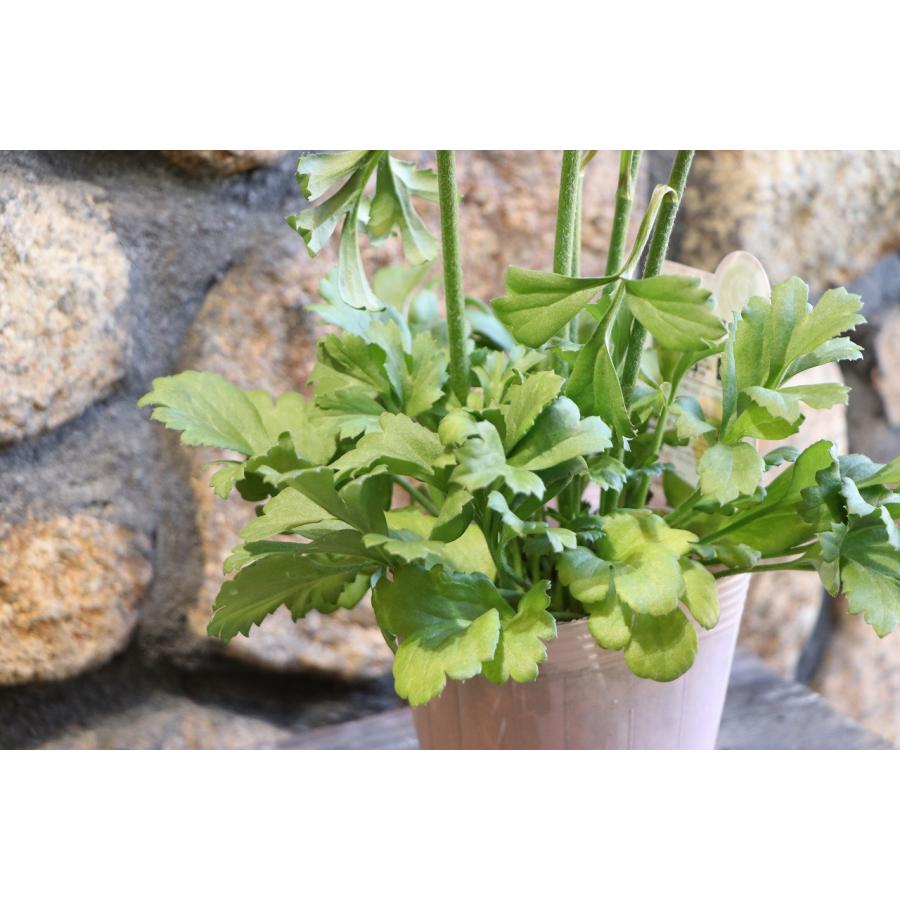 ラナンキュラス テネラ 4号ポット苗 寄せ植え 花壇 鉢植え お洒落