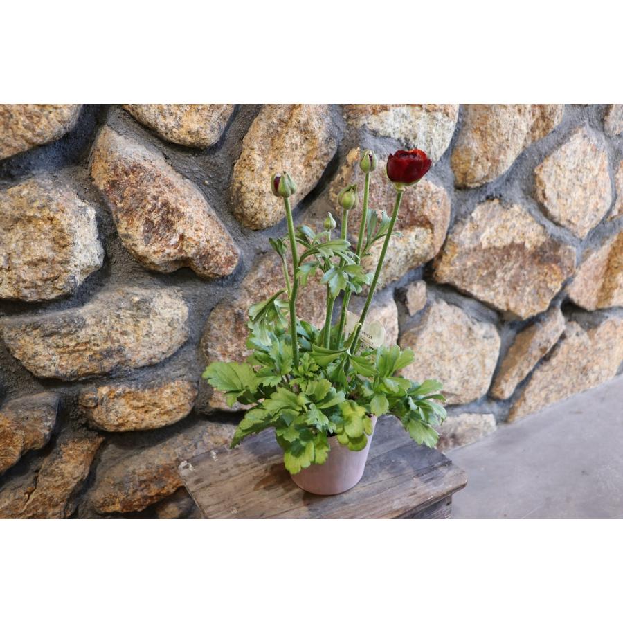 ラナンキュラス テネラ 4号ポット苗 寄せ植え 花壇 鉢植え お洒落